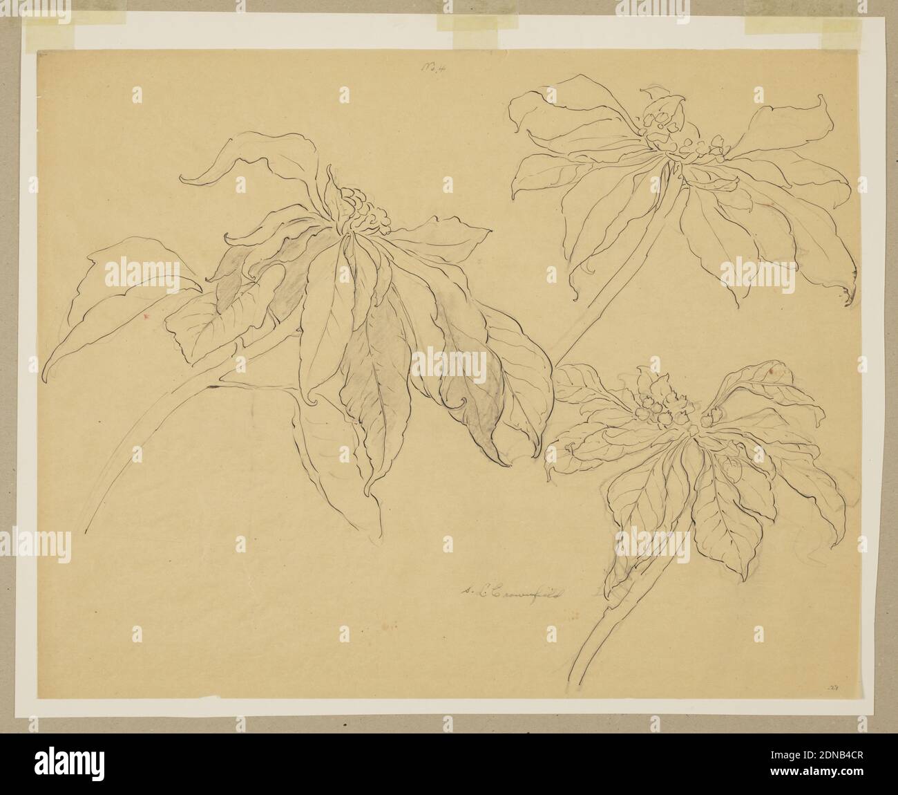 Study of Poinsettias, Sophia L. Crownfield, (American, 1862–1929), Graphite, pen and ink on tracing paper, Horizontal sheet with three studies of poinsettias., USA, early 20th century, nature studies, Drawing Stock Photo