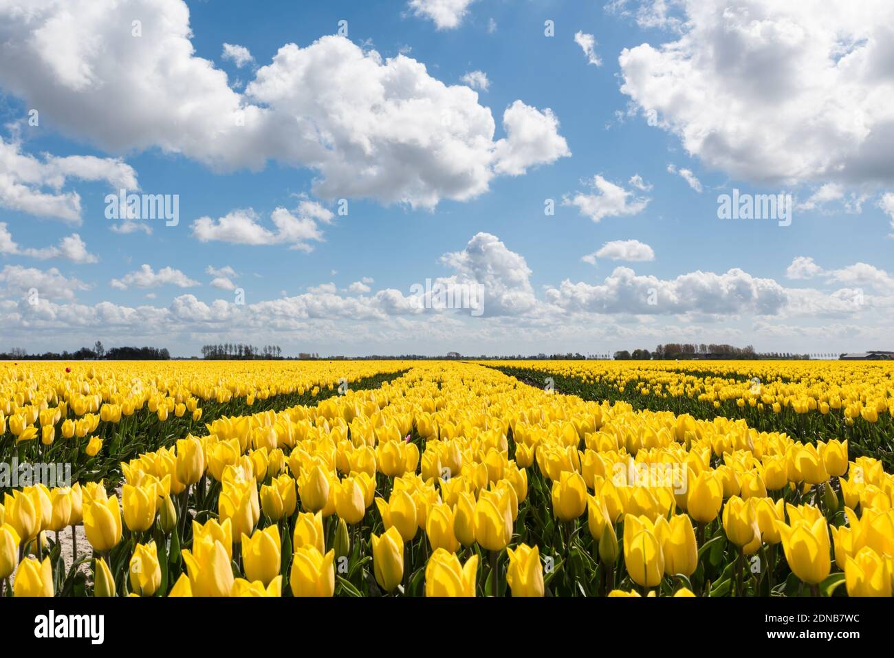 Een weids polderlandschap met gele tulpenvelden die volop in bloei staan op Goeree-Overflakkee. Het is een zonnige dag met een blauwe lucht en mooie witte wolken. Stock Photo