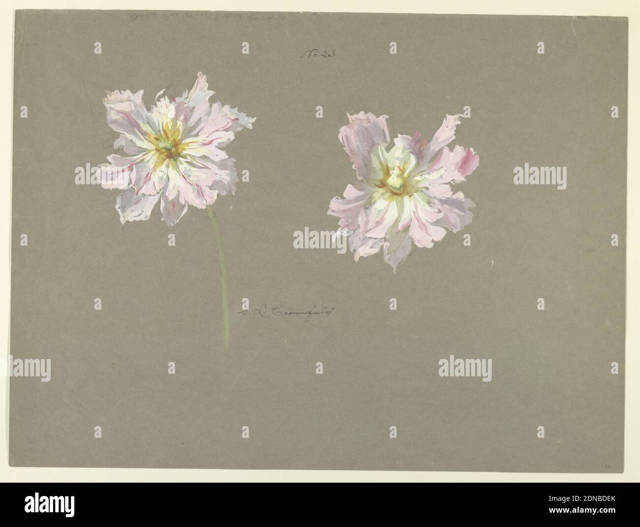 Study of Pale Pink Peonies, Sophia L. Crownfield, (American, 1862–1929), Brush and watercolor, graphite on gray paper, Horizontal sheet depicting two peony blossoms in pink. Left blossom is depicted with a green stem., USA, early 20th century, nature studies, Drawing Stock Photo