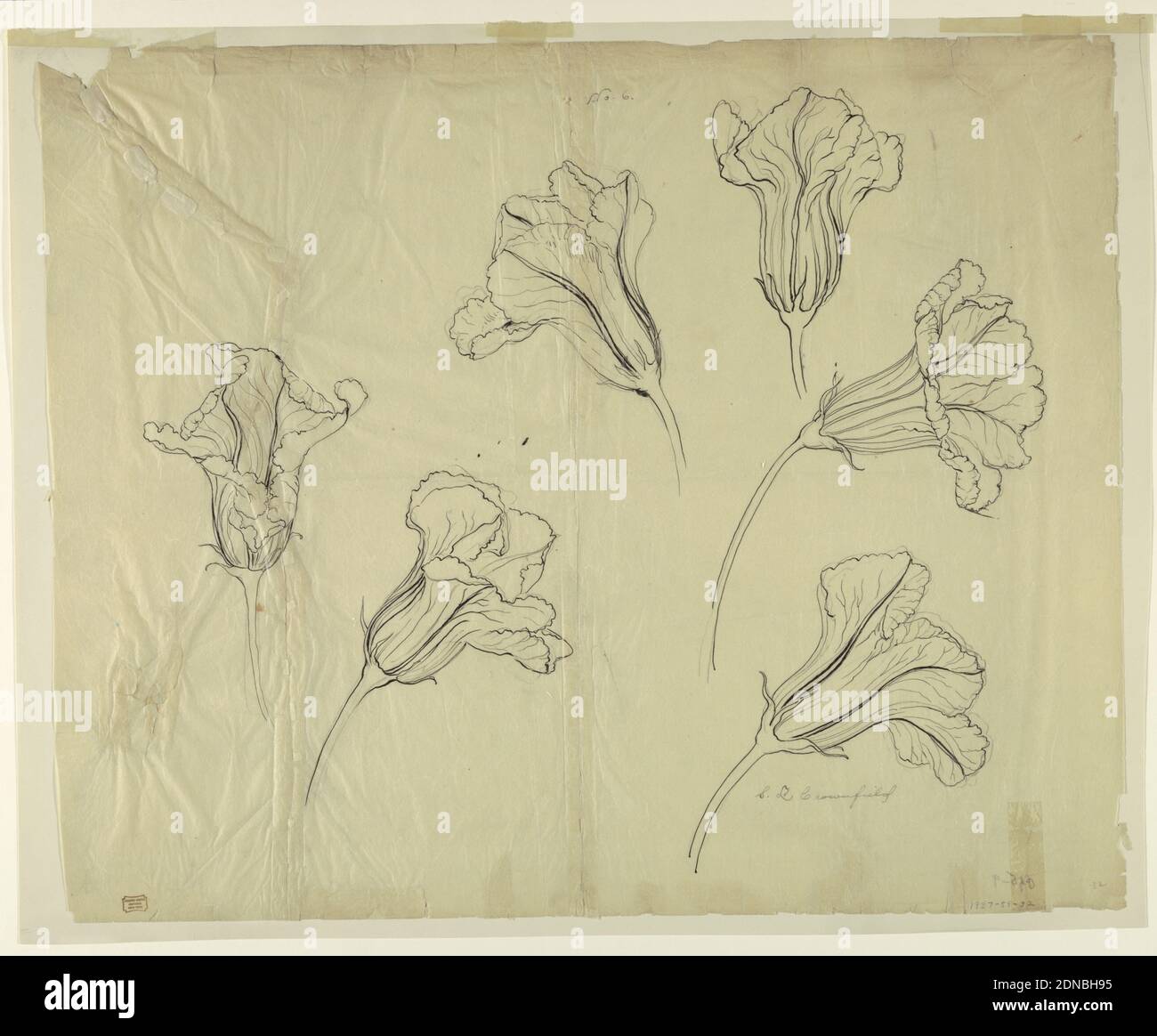 Studies of Squash or Pumpkin Blossoms, Sophia L. Crownfield, (American, 1862–1929), Graphite, pen and ink on tracing paper laid down, Horizontal sheet illustrating six studies of squash or pumpkin blossoms., USA, early 20th century, nature studies, Drawing Stock Photo