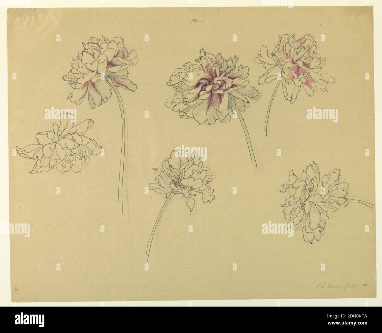 Study of Peonies, Sophia L. Crownfield, (American, 1862–1929), Pen and ink, graphite, brush and watercolor on tracing paper, Horizontal sheet depicting studies of peonies in graphite, some with gouache coloring on petals., USA, early 20th century, nature studies, Drawing Stock Photo