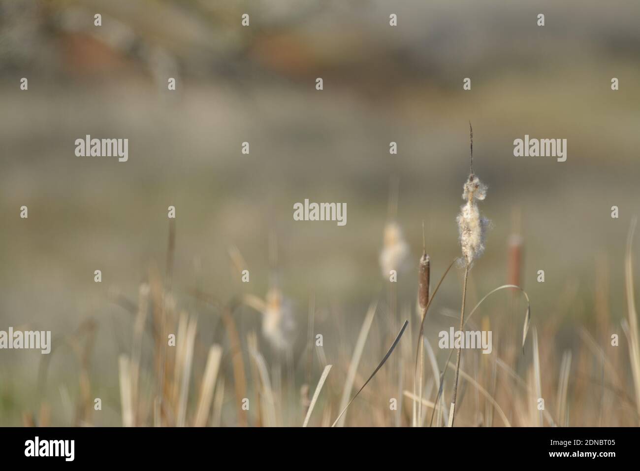 Dry cattail reeds seed pods seeding Stock Photo Alamy