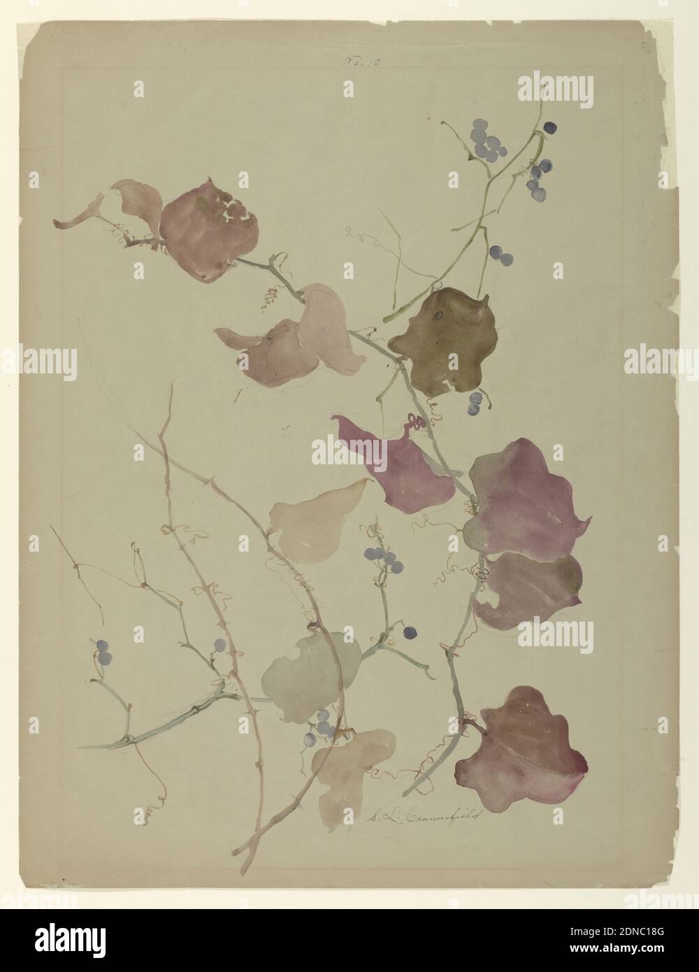 Study of Clematis Vine with Blue Berries, Sophia L. Crownfield, (American, 1862–1929), Brush and watercolor on gray paper, Vertical sheet depicting branches of clematis vines, with leaves in autumnal coloring, and blue berries., USA, early 20th century, nature studies, Drawing Stock Photo