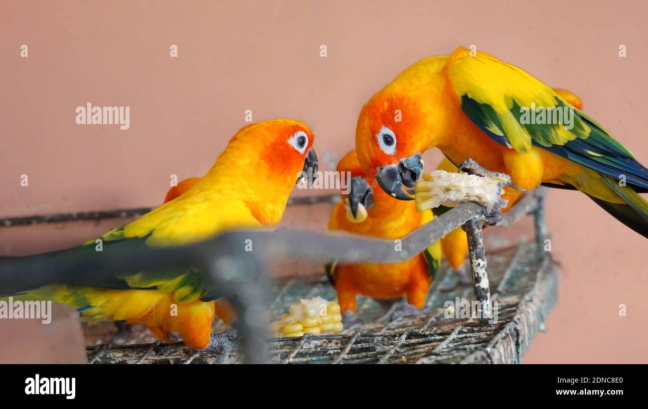 Two sun conure hires stock photography and images Alamy
