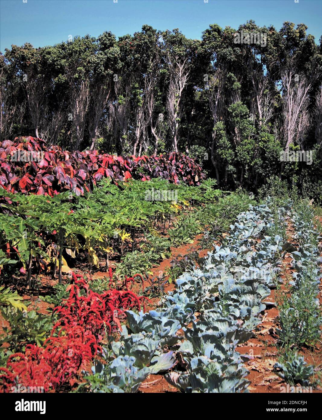 Norfolk Island. Sustainable Living. Subsistence Garden on Norfolk Island. Vegetables and Herbs. Stock Photo