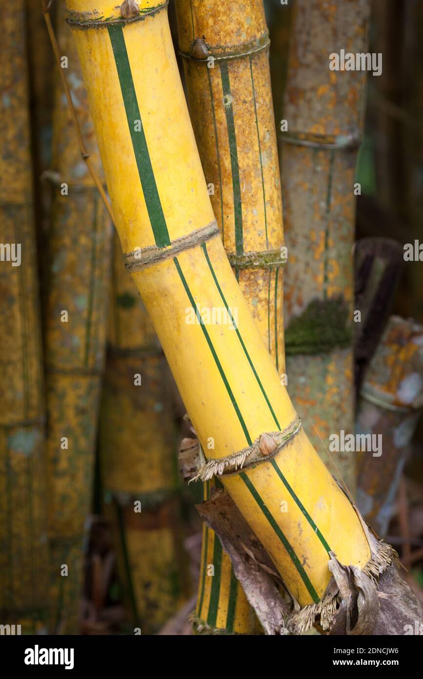 Yellow Bamboo stems (Bambusa vulgaris). December 2020. Cow Bay