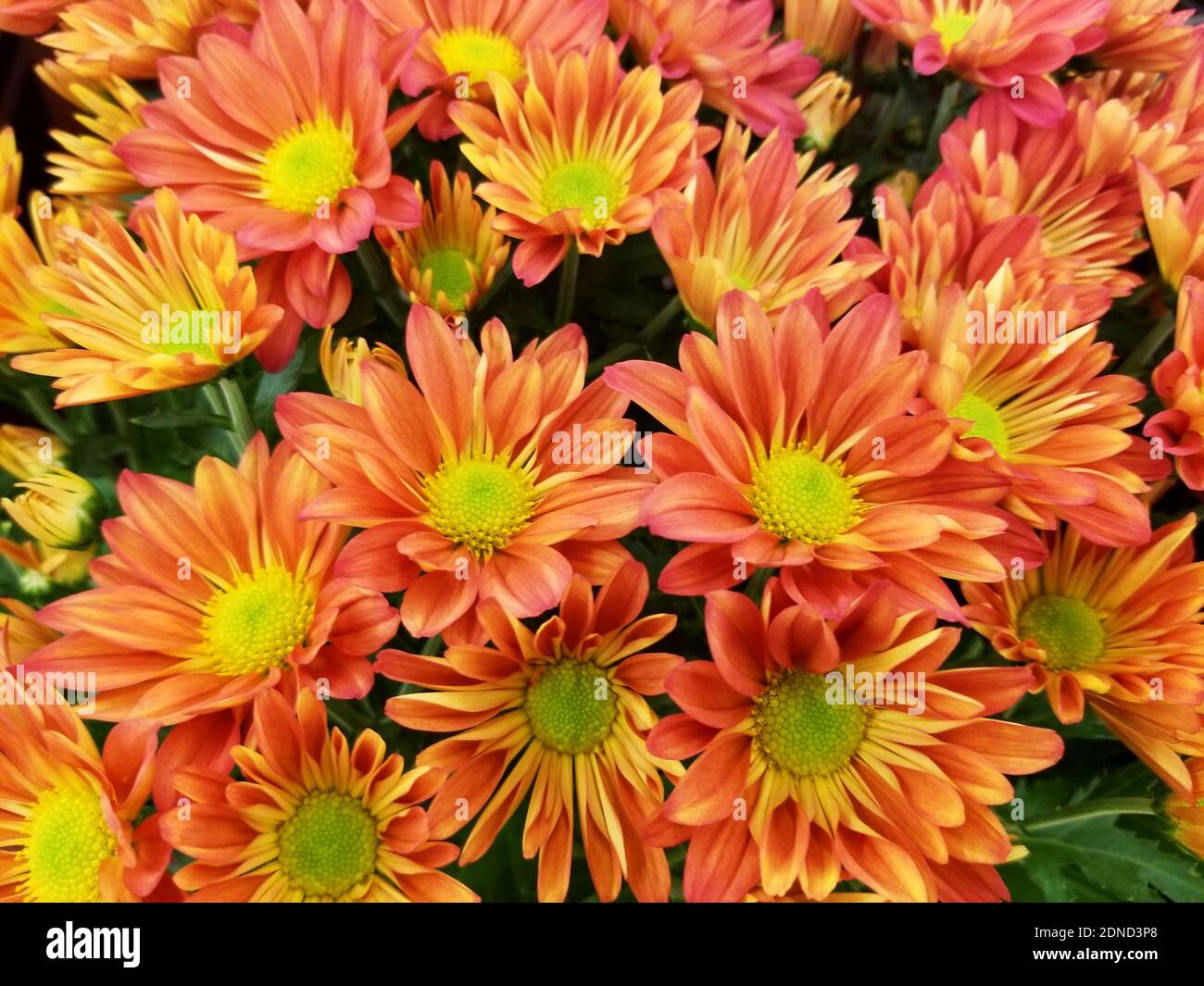 Beautiful orange color of daisy flowers at full bloom Stock Photo Alamy