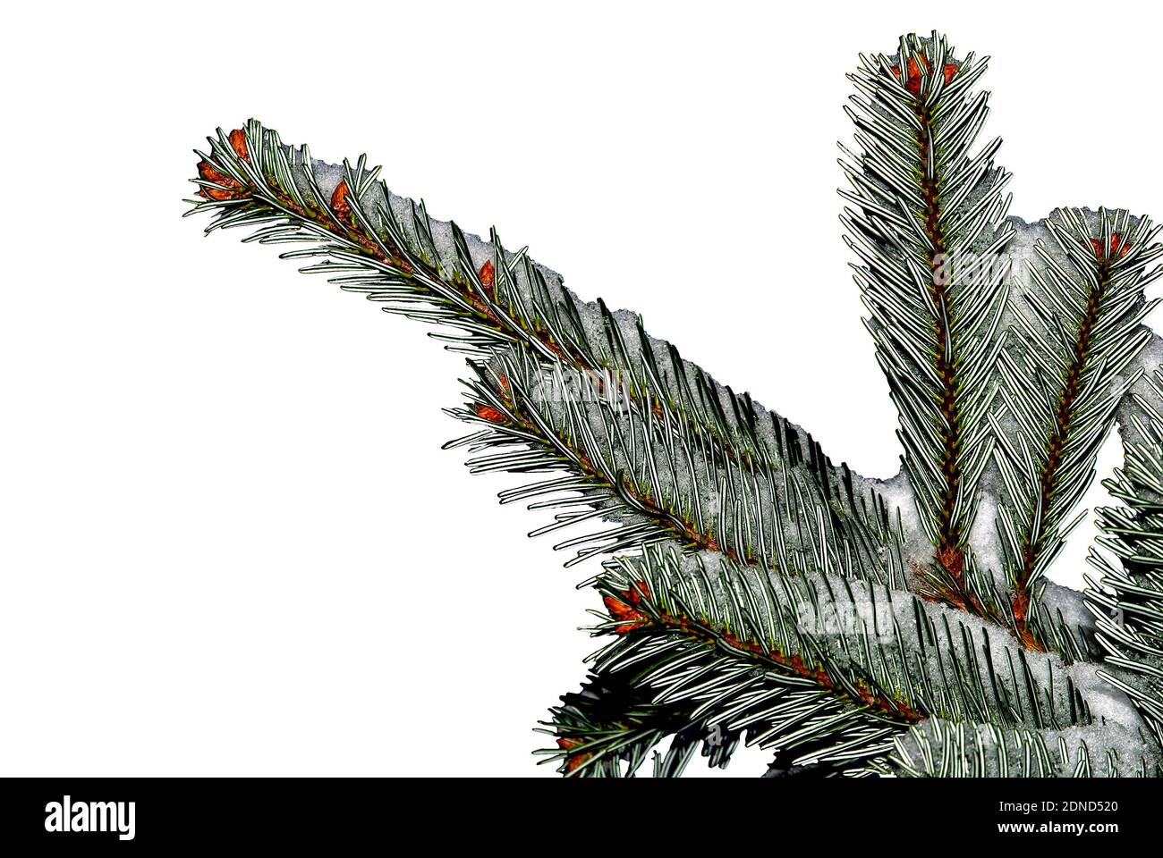 Distinctive fir twig directed to the left - abstraction - Nordmann Fir (Abies nordmanniana) Stock Photo