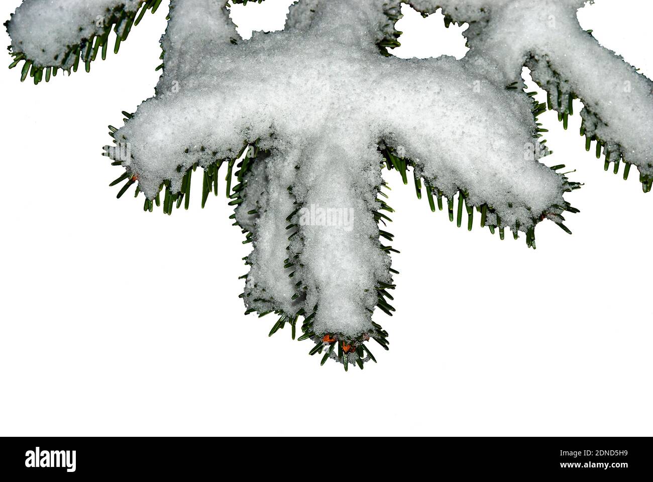 Fir branch in the snow - closeup of a fir branch isolated on a white ...