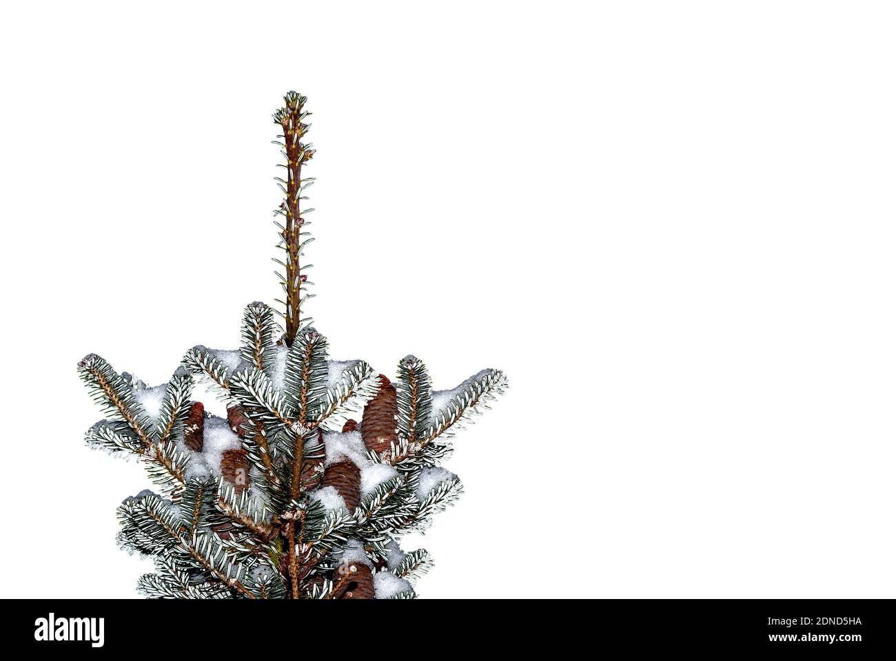 Fir tip in silvery snow - closeup of fir top with cones - isolated on white -  Nordmann Fir (Abies nordmanniana) Stock Photo