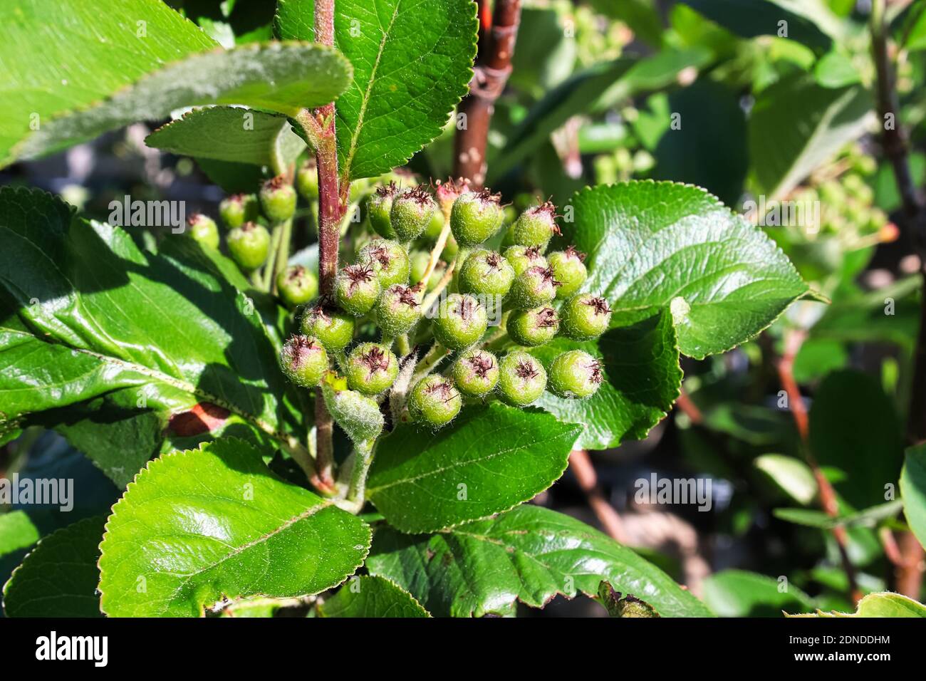 Closeup of green fuzzy viking chokecherry berries Stock Photo