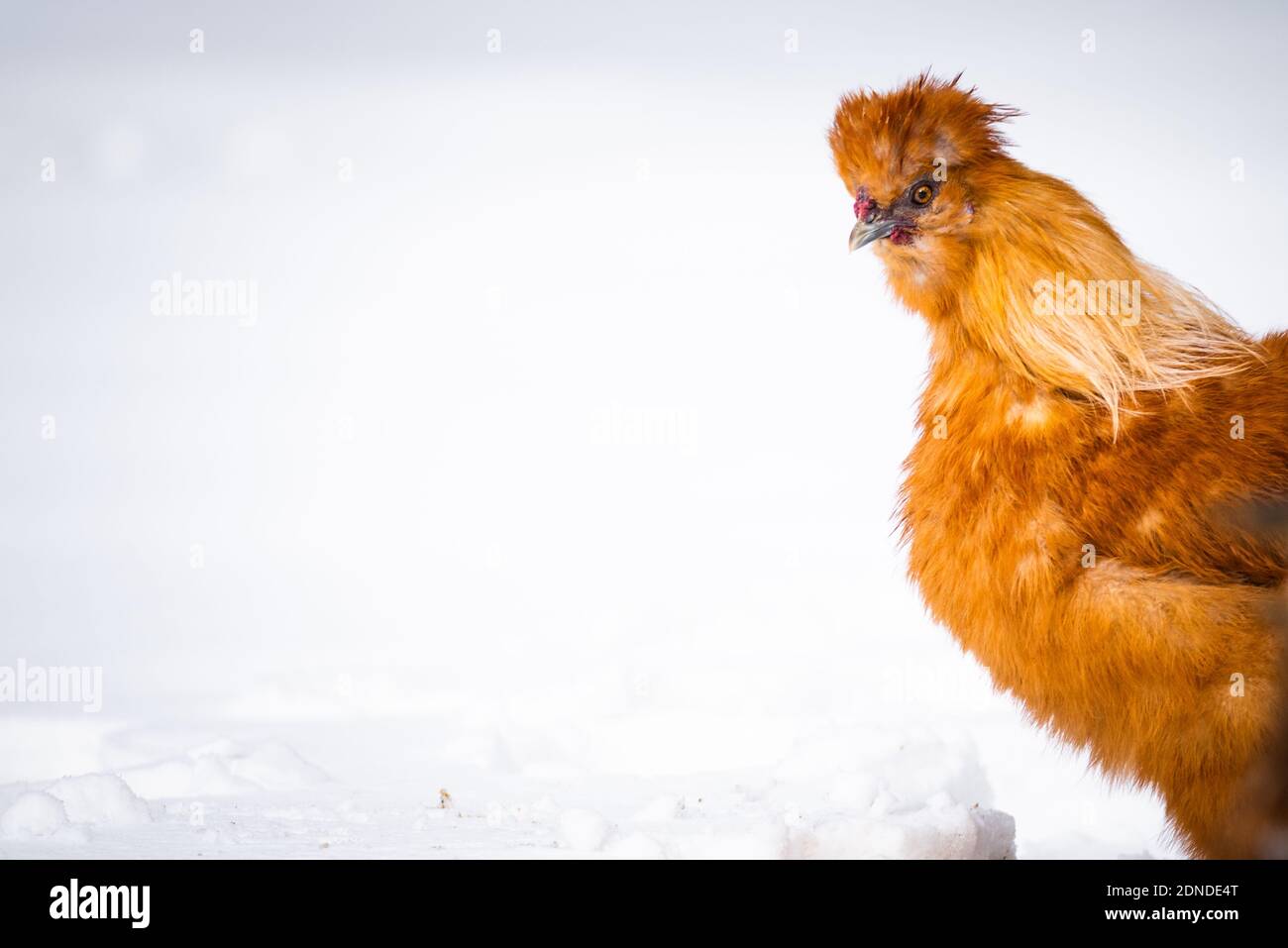 An isolated portrait of a Silkie chicken in snow. Credit: Chris Baker Evens Stock Photo