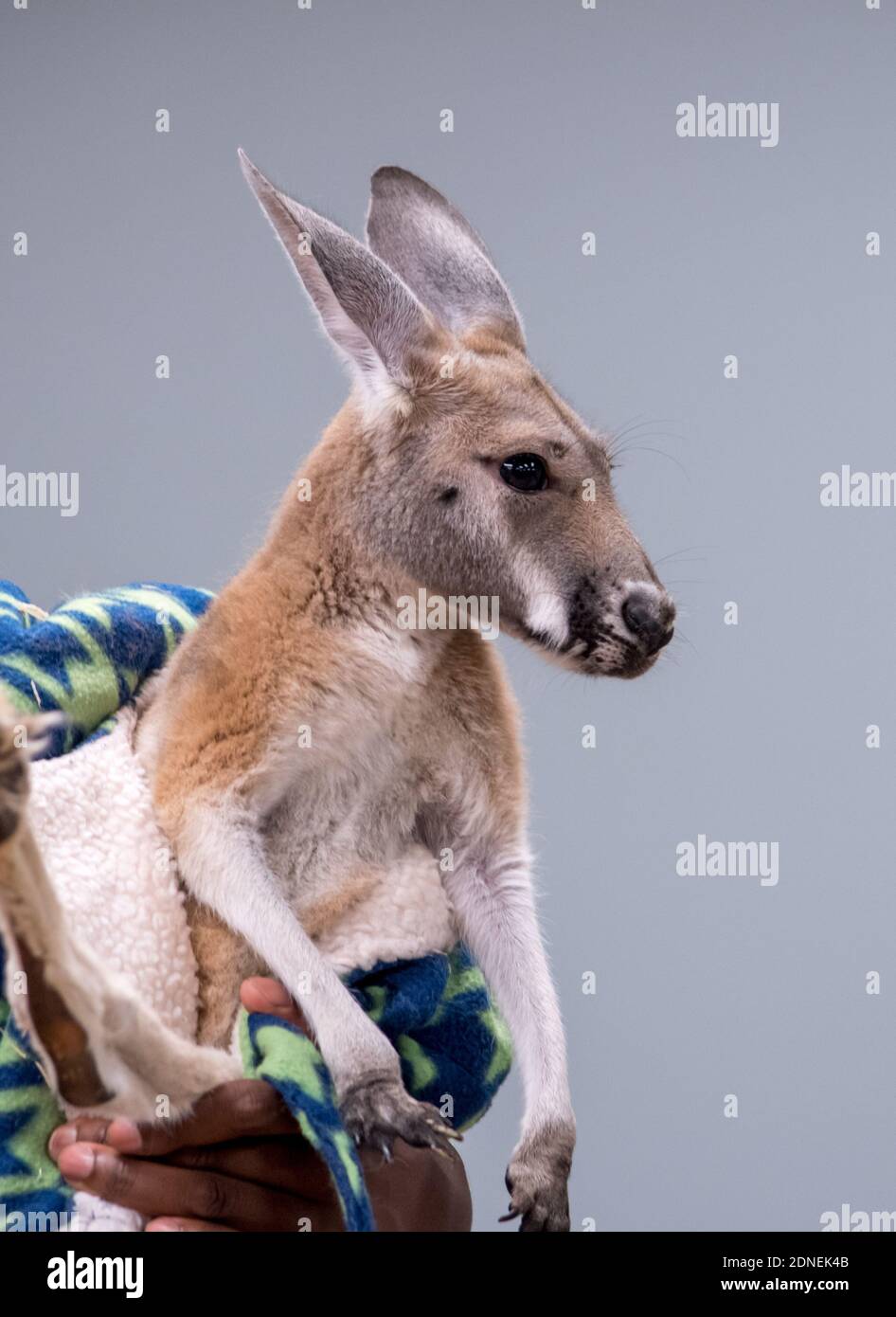 Baby Kangaroo Called A Joey At A Wildlife Presentation Stock Photo - Alamy