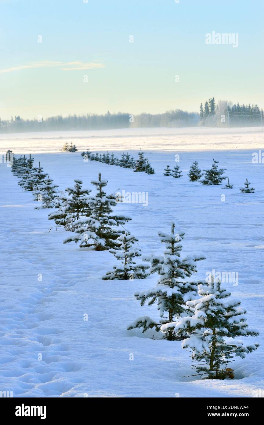 Rows of planted evergreen trees growing on a farm field to act as a wind break on the field's edge in rural Alberta Canada. Stock Photo