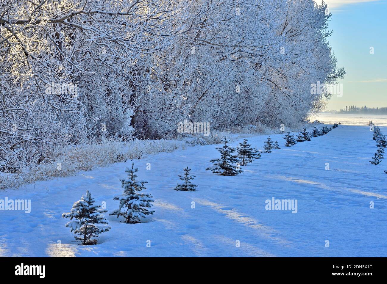 A landscape image of frost covered trees planted as a wind break on a farm in rural Alberta Canada. Stock Photo