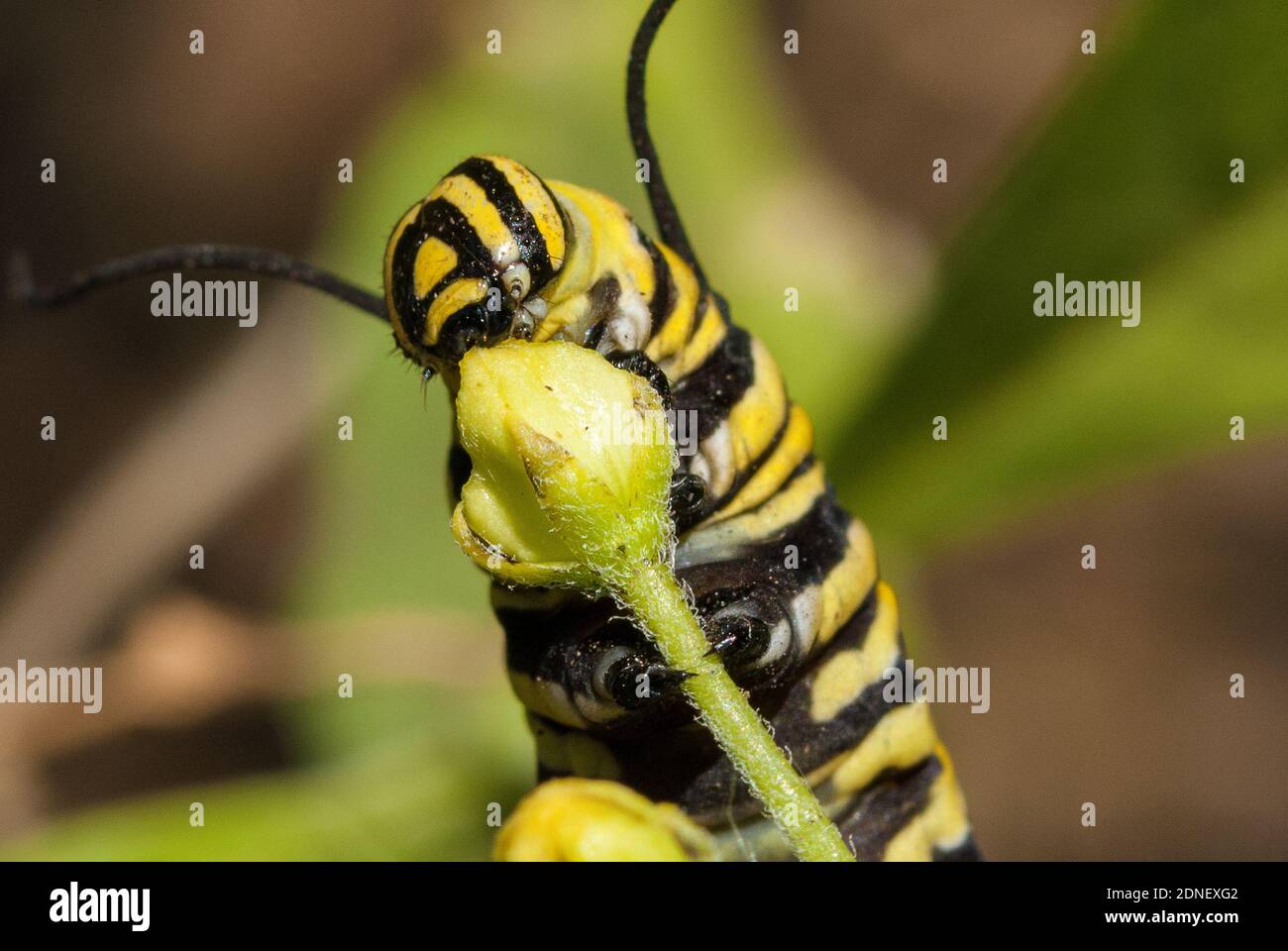 Caterpillar eating flower bud hires stock photography and images Alamy
