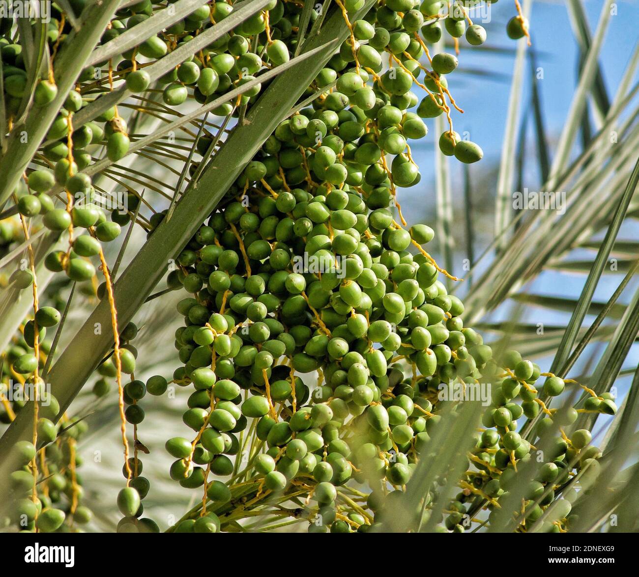 Date Fruits Growing High Resolution Stock Photography And Images Alamy Date Fruits Growing High Resolution Stock Photography And Images Alamy