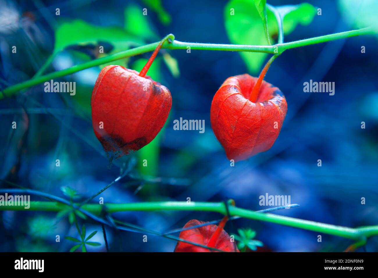 Colorful Chinese Lanterns Plants in Blue Light Stock Photo Alamy