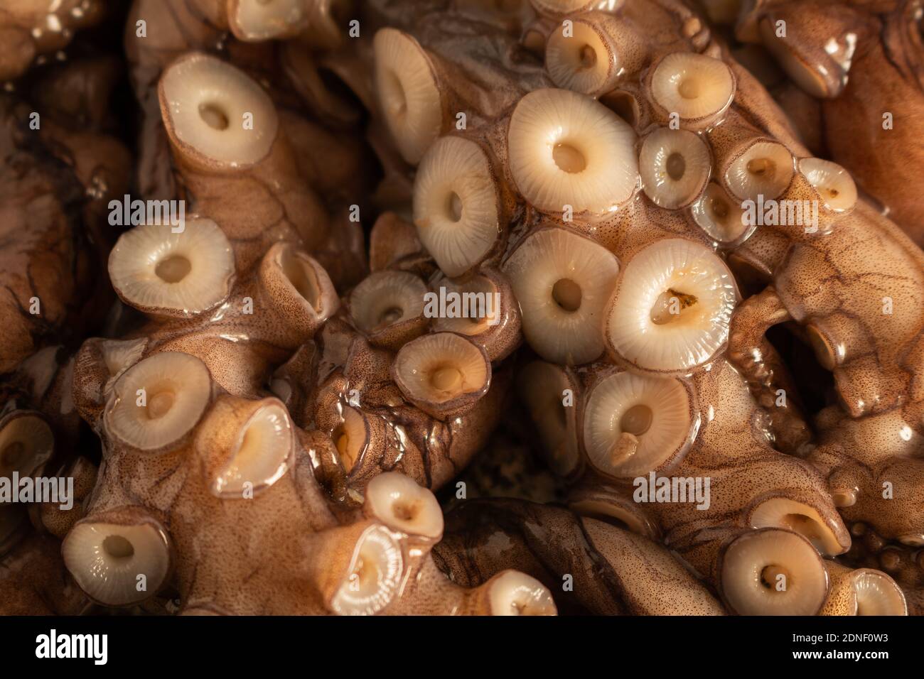 Close-up of the detail of the tentacles of a raw octopus. Landscape image Stock Photo