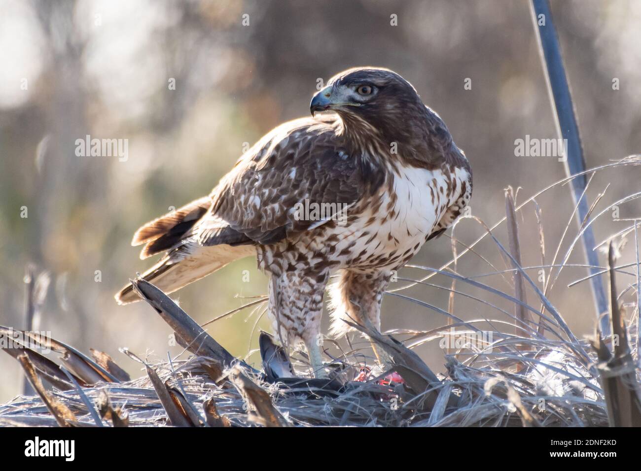 Majestic Coopers Hawk stands over freshy hunted prey and ready to protect his meal. Stock Photo