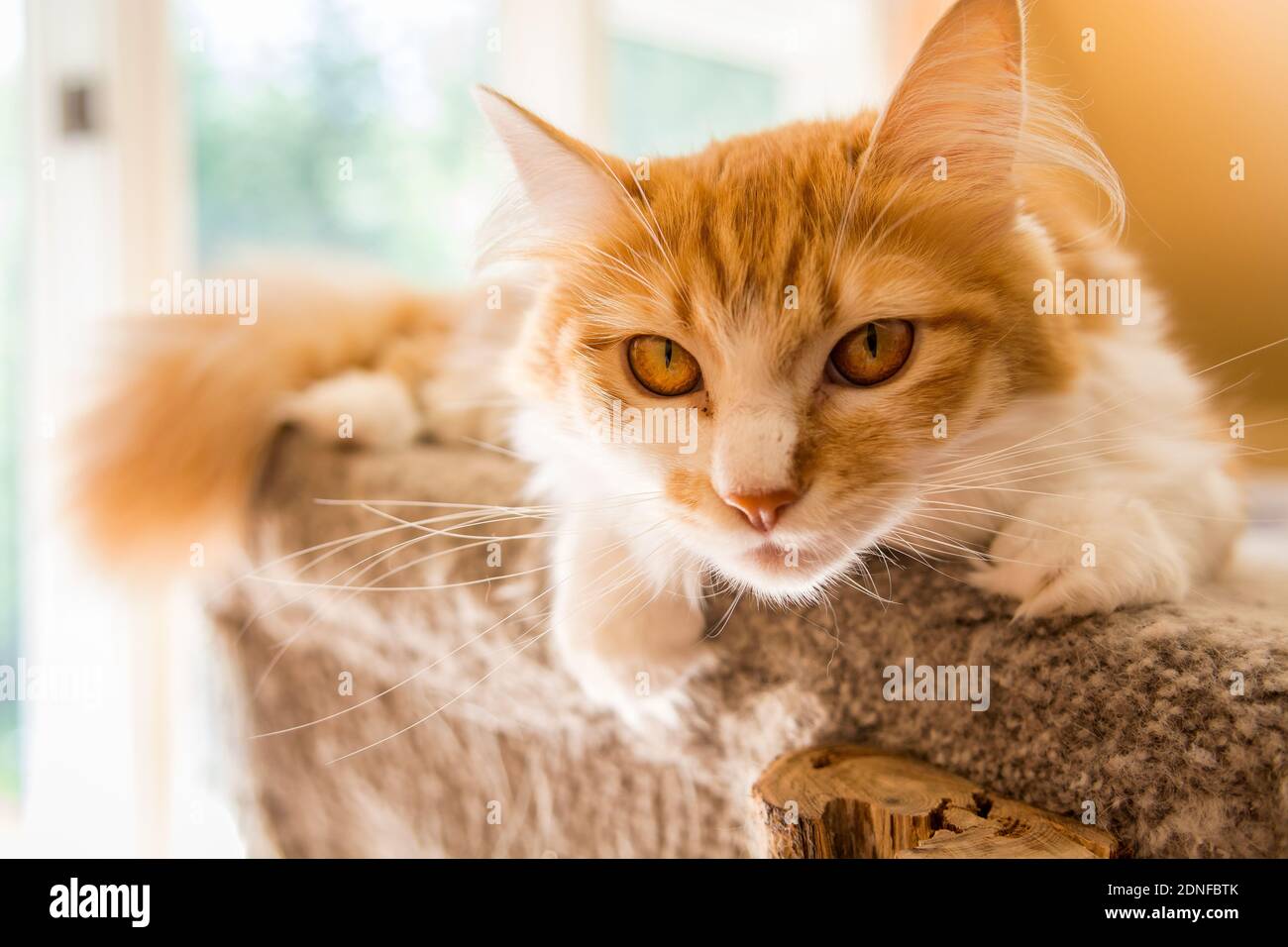 Cat Laying Down with intense stare Stock Photo Alamy