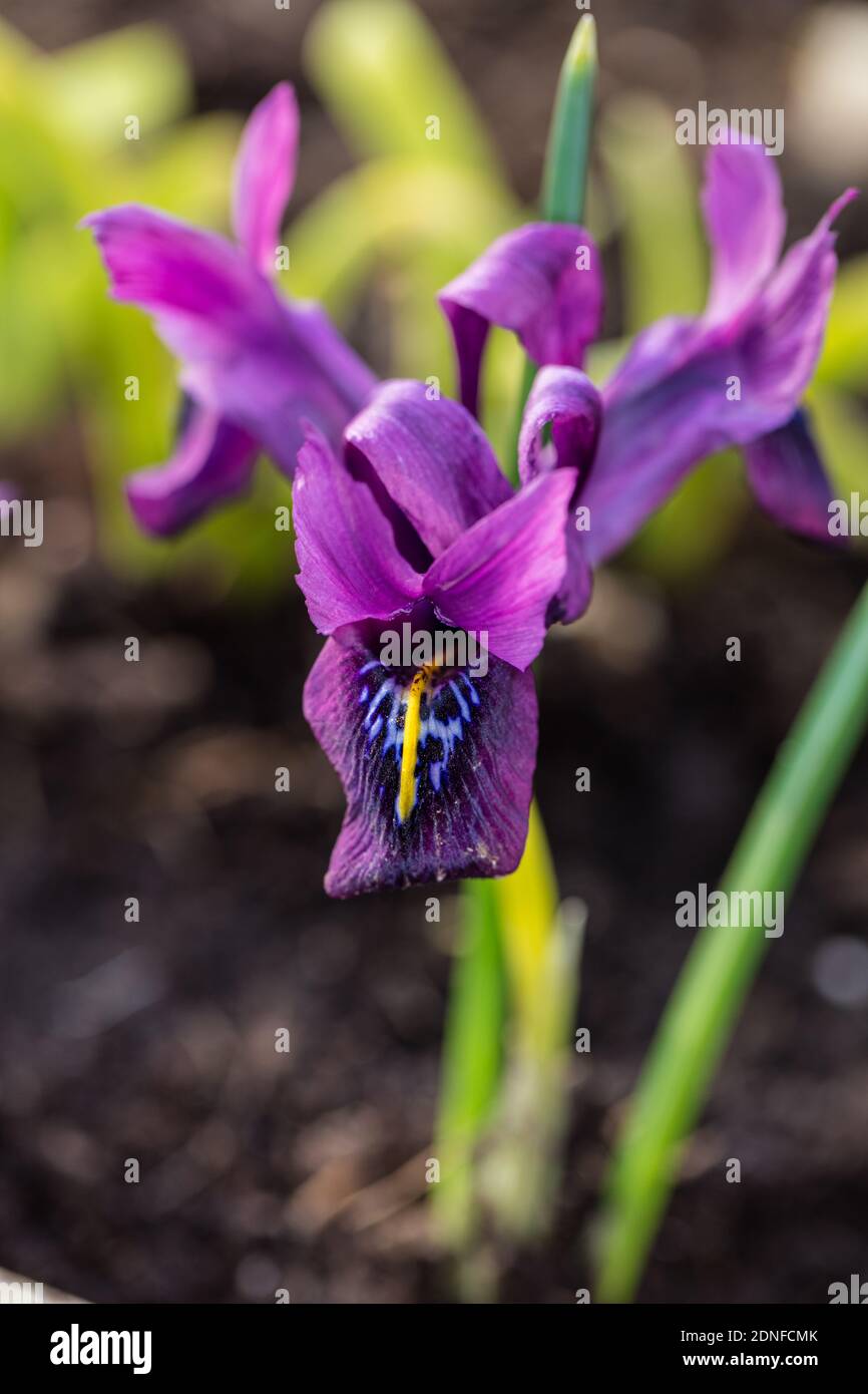 Netted iris, Våriris (Iris reticulata) Stock Photo