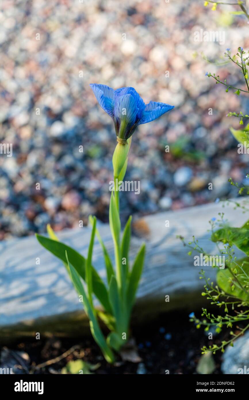 'Blue Denim' Dwarf Iris, Dvärgiris (Iris pumila) Stock Photo