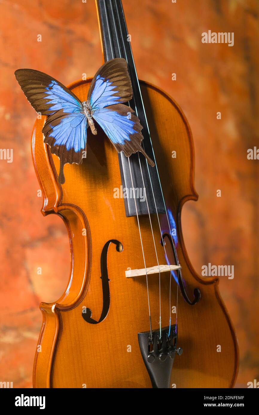 Đàn violin và bướm xanh: Tuyệt đẹp và bí ẩn, bướm xanh và đàn violin cùng nhau tạo nên một hình ảnh tươi mới và đầy ấn tượng. Hãy đắm mình trong nét đẹp độc đáo và sức hút của chúng, để lại những cảm xúc tuyệt vời và kỷ niệm khó quên.