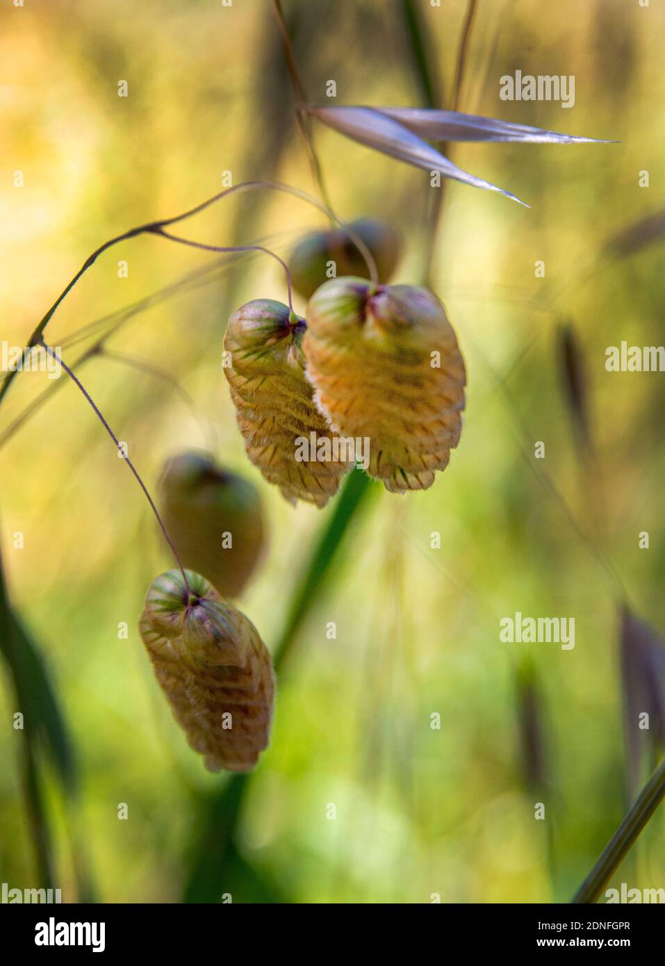 Rattlesnake mountain hires stock photography and images Alamy