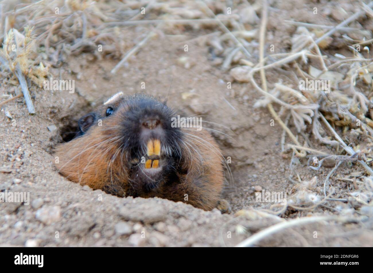 Pocket gopher hires stock photography and images Alamy