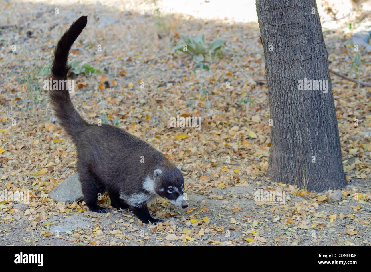 white-nosed-coati-nasua-narica-hi-res-stock-photography-and-images-alamy