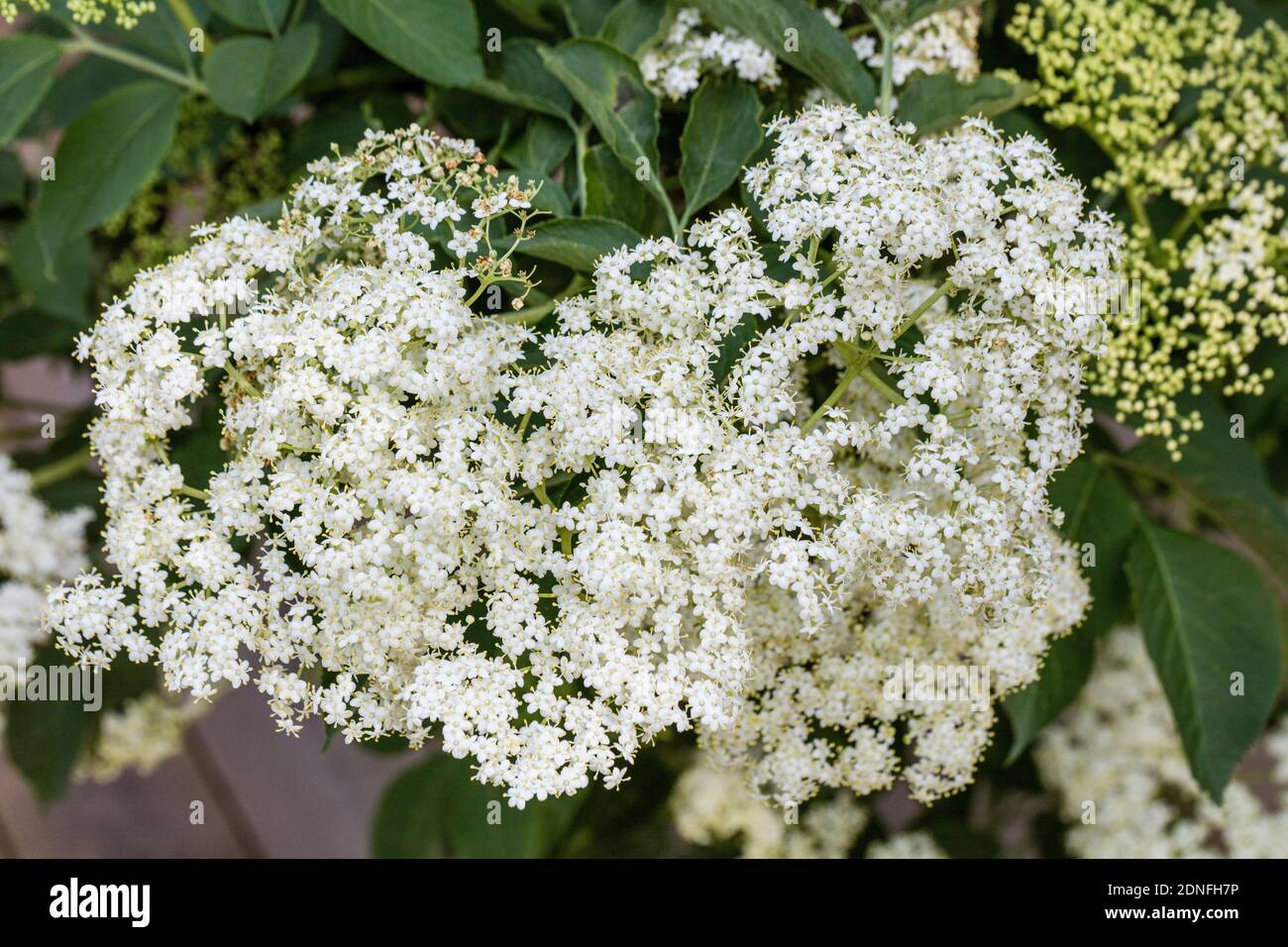 Elder, Fläder (Sambucus nigra) Stock Photo