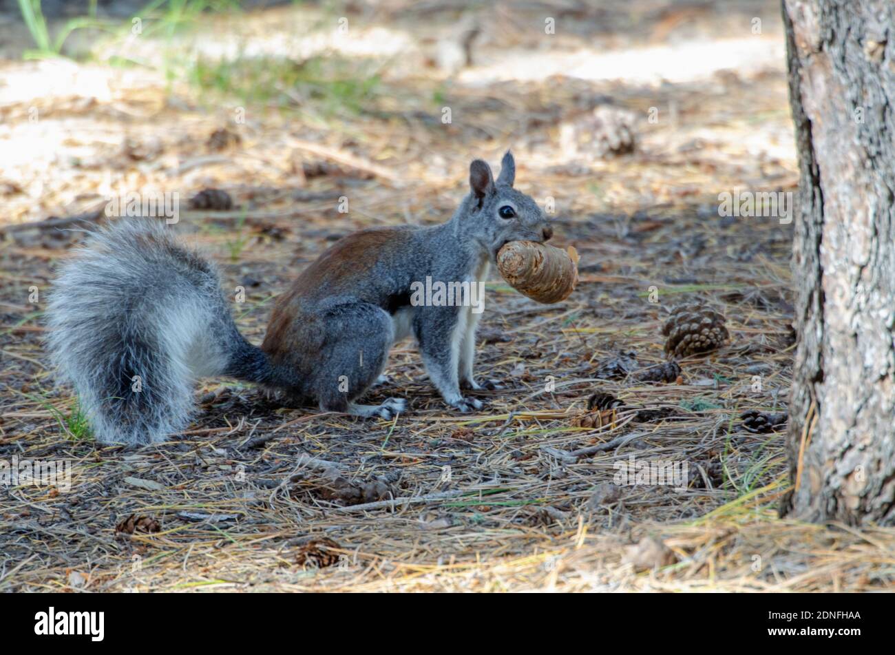 Abert's Squirrel (Sciurus aberti) Stock Photo