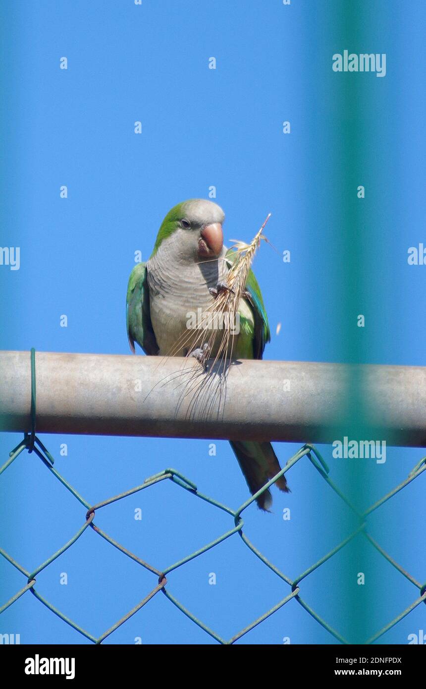 A Parrot Eating Its Twig Of Wheat Stock Photo Alamy