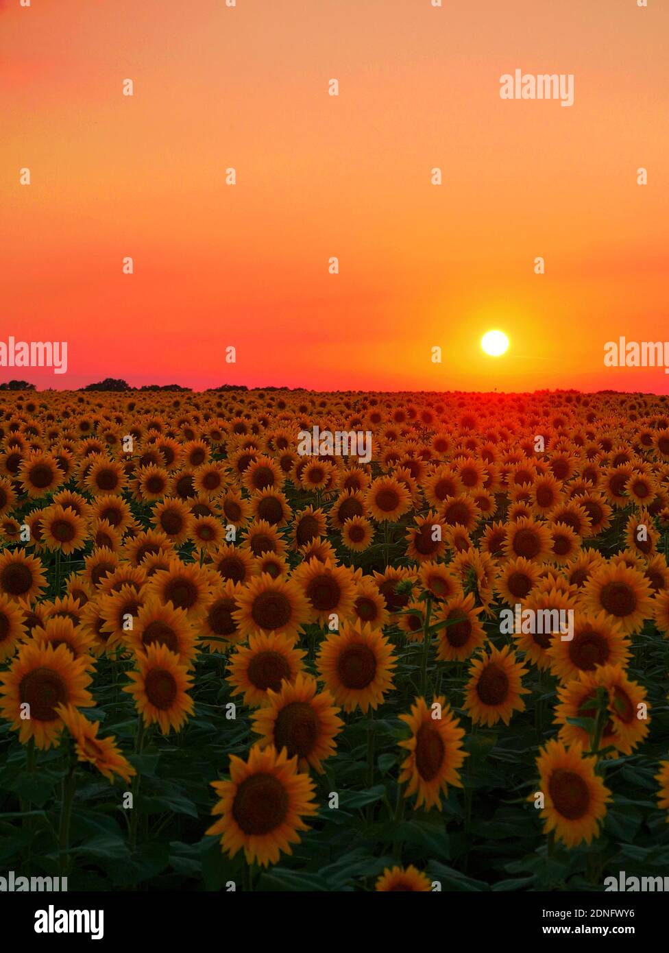 Sunflower Field at Sunset Stock Photo - Alamy
