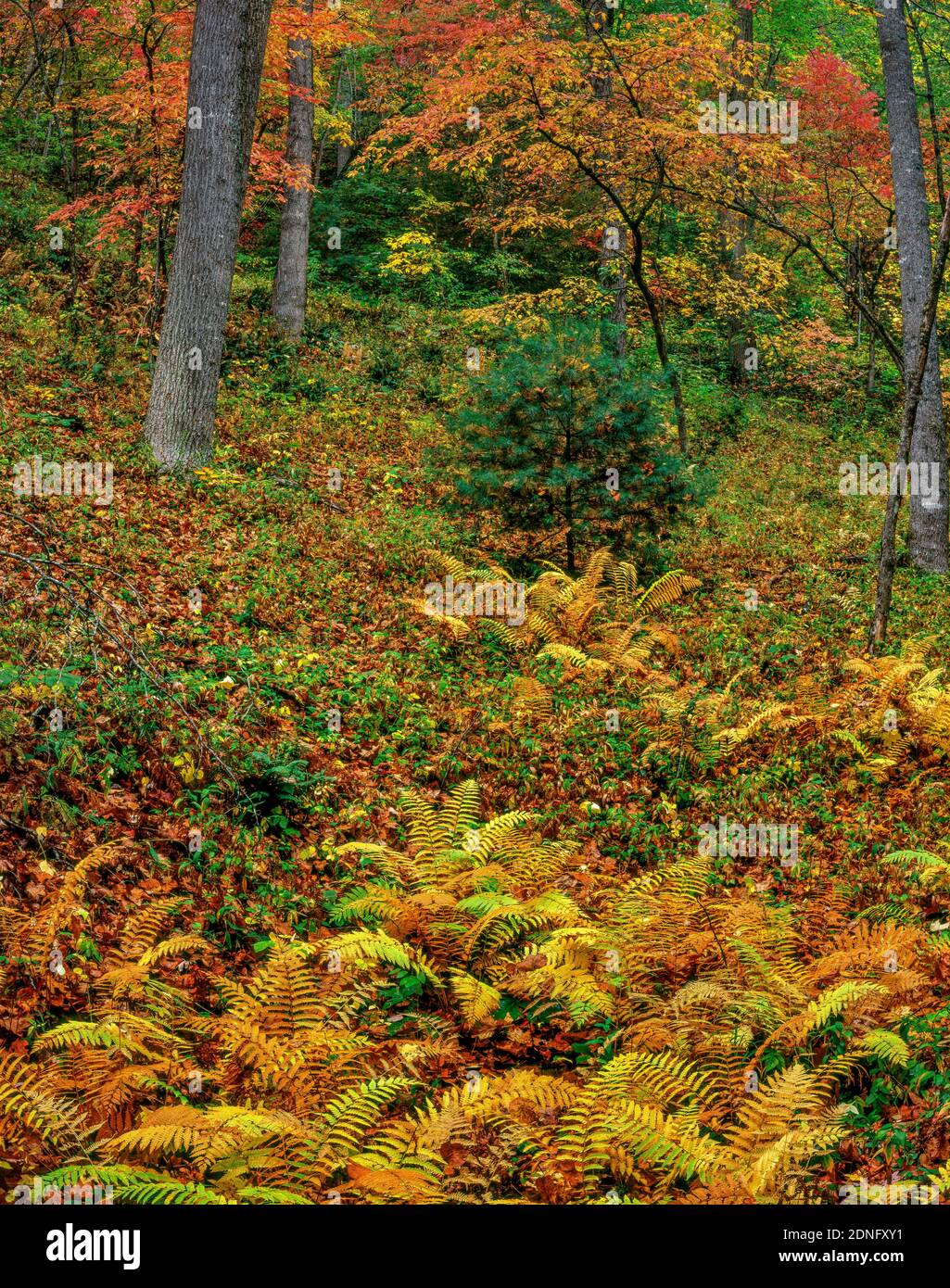 Fletcher north carolina hires stock photography and images Alamy