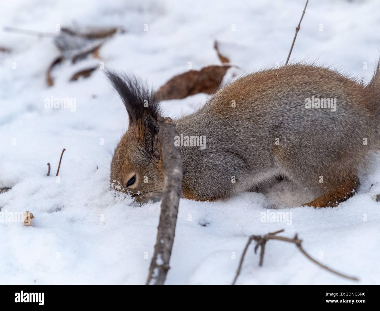 Squirrel hides nuts in the white snow. Eurasian red squirrel, Sciurus