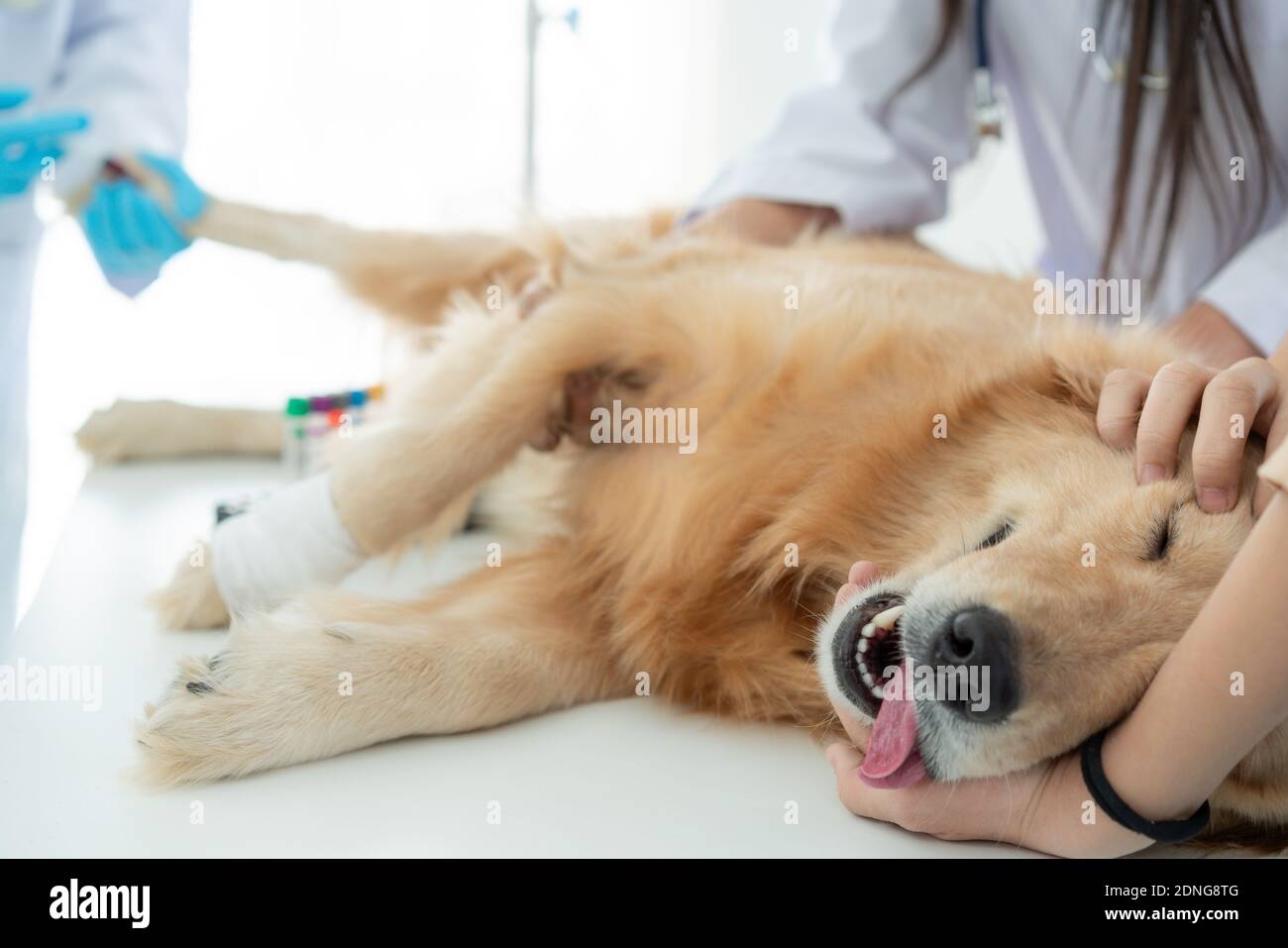 Dog Anesthesia With Veterinary Treatment Sick Golden Retriever Dog In The Veterinary Clinic Stock Photo Alamy