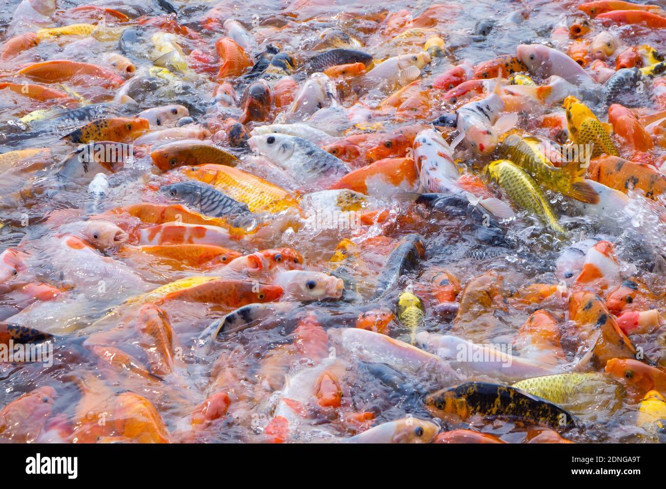 Tilapia And Koi Fish/fancy Carp Fish Swimming Waiting For Food In The