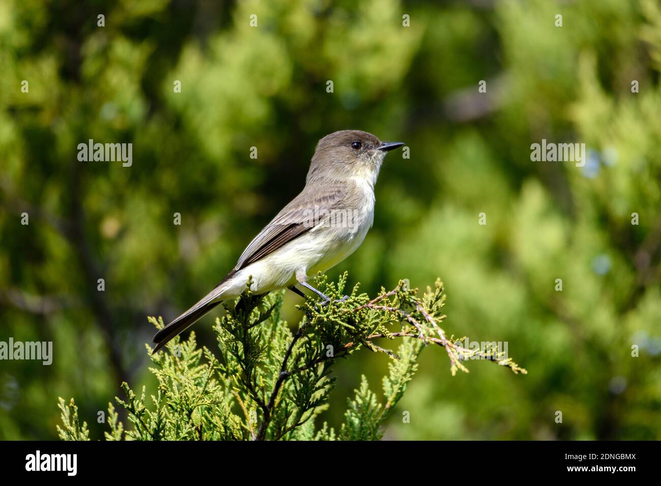 Eastern phoebe - Sayornis phoebe - perched on a juniper branch Stock Photo