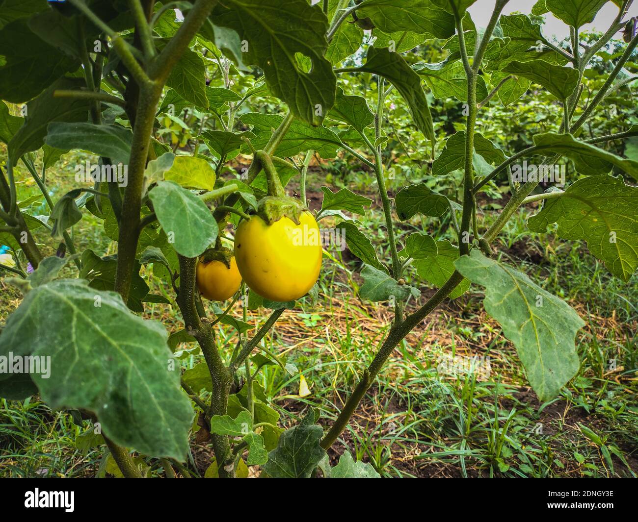 Fresh yellow eggplant hanging on tree in the agricultural garden