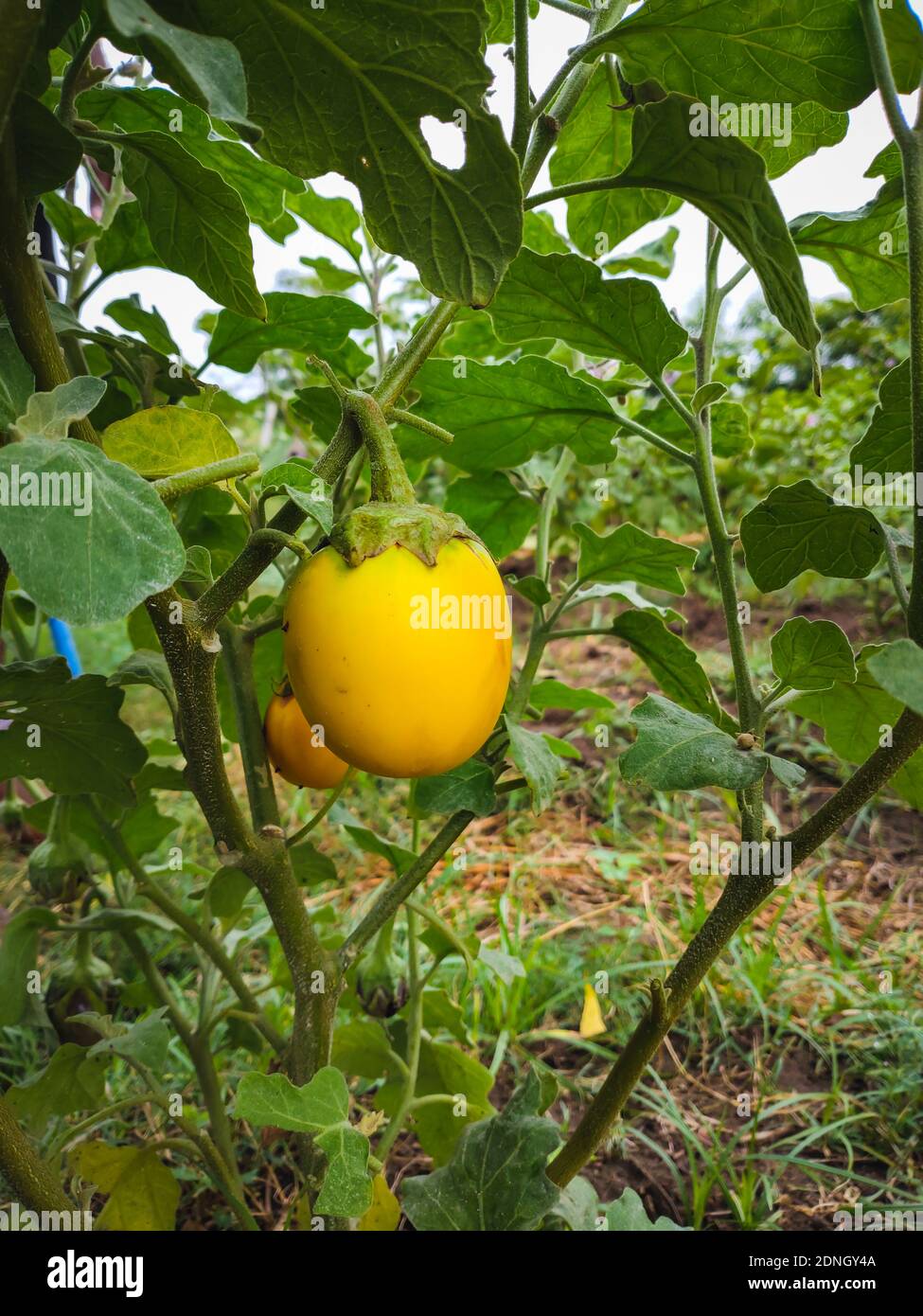 Brinjal eggplant scientific name hires stock photography and images