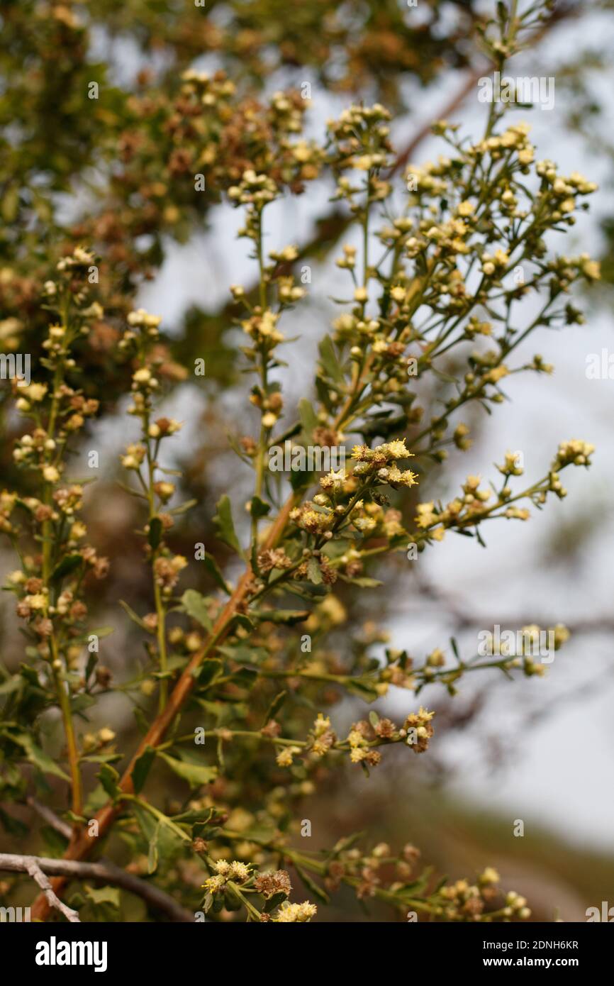 White staminate bloom, Coyote Bush, Baccharis Pilularis, Asteraceae, native shrub, Ballona Freshwater Marsh, Southern California Coast, Autumn. Stock Photo