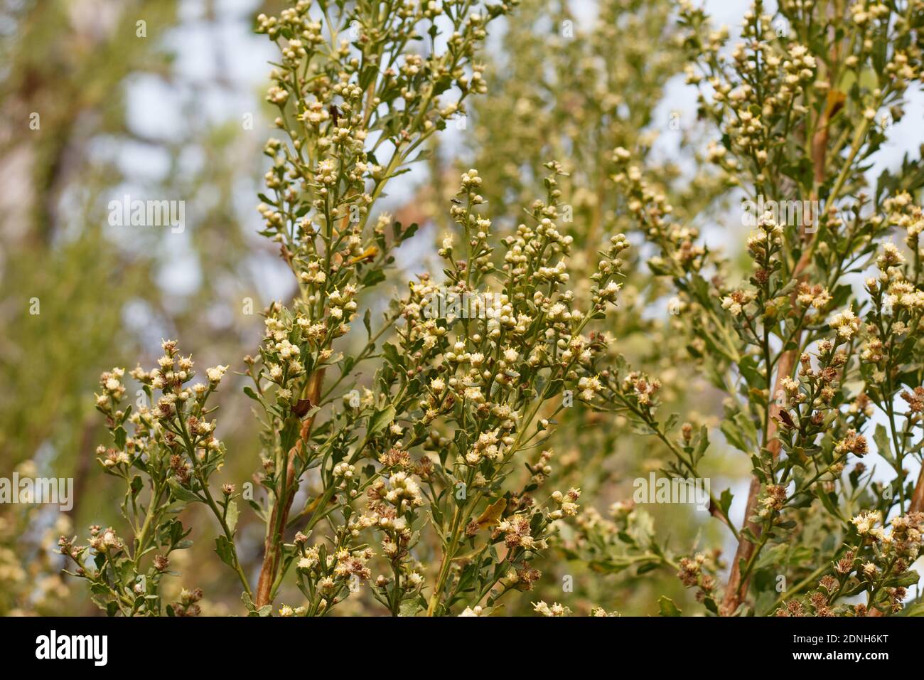 White staminate bloom, Coyote Bush, Baccharis Pilularis, Asteraceae, native shrub, Ballona Freshwater Marsh, Southern California Coast, Autumn. Stock Photo