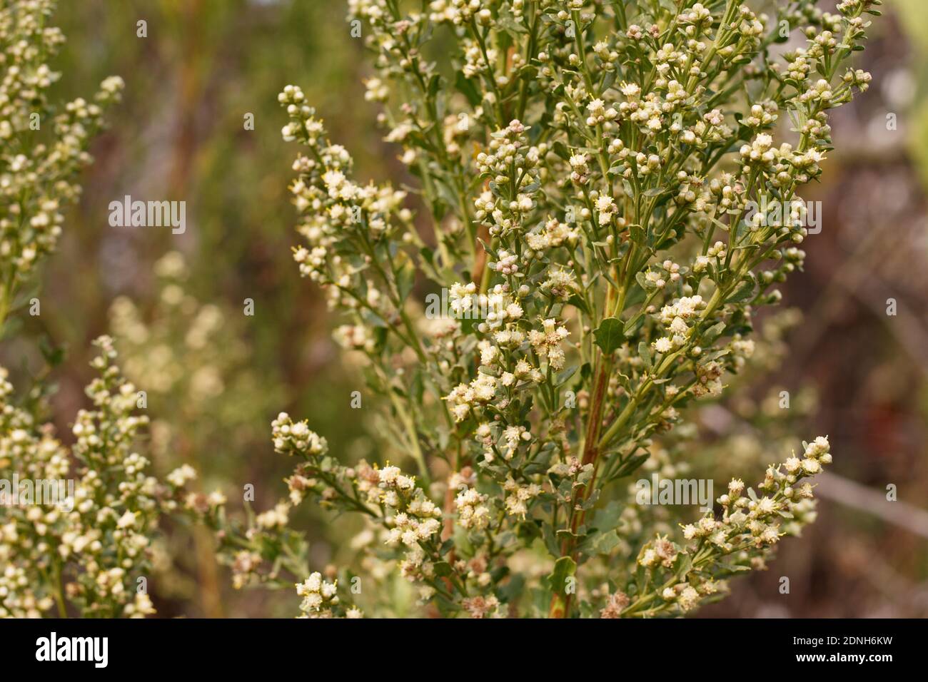 White staminate bloom, Coyote Bush, Baccharis Pilularis, Asteraceae, native shrub, Ballona Freshwater Marsh, Southern California Coast, Autumn. Stock Photo