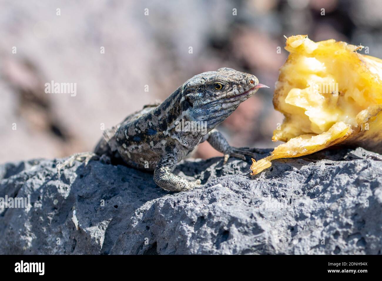 Lizard eating banana hires stock photography and images Alamy