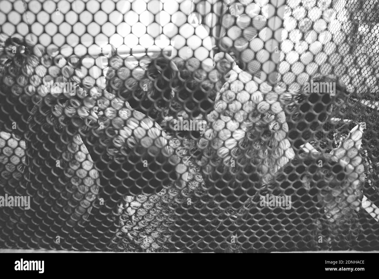 Chickens In Cage Stock Photo Alamy