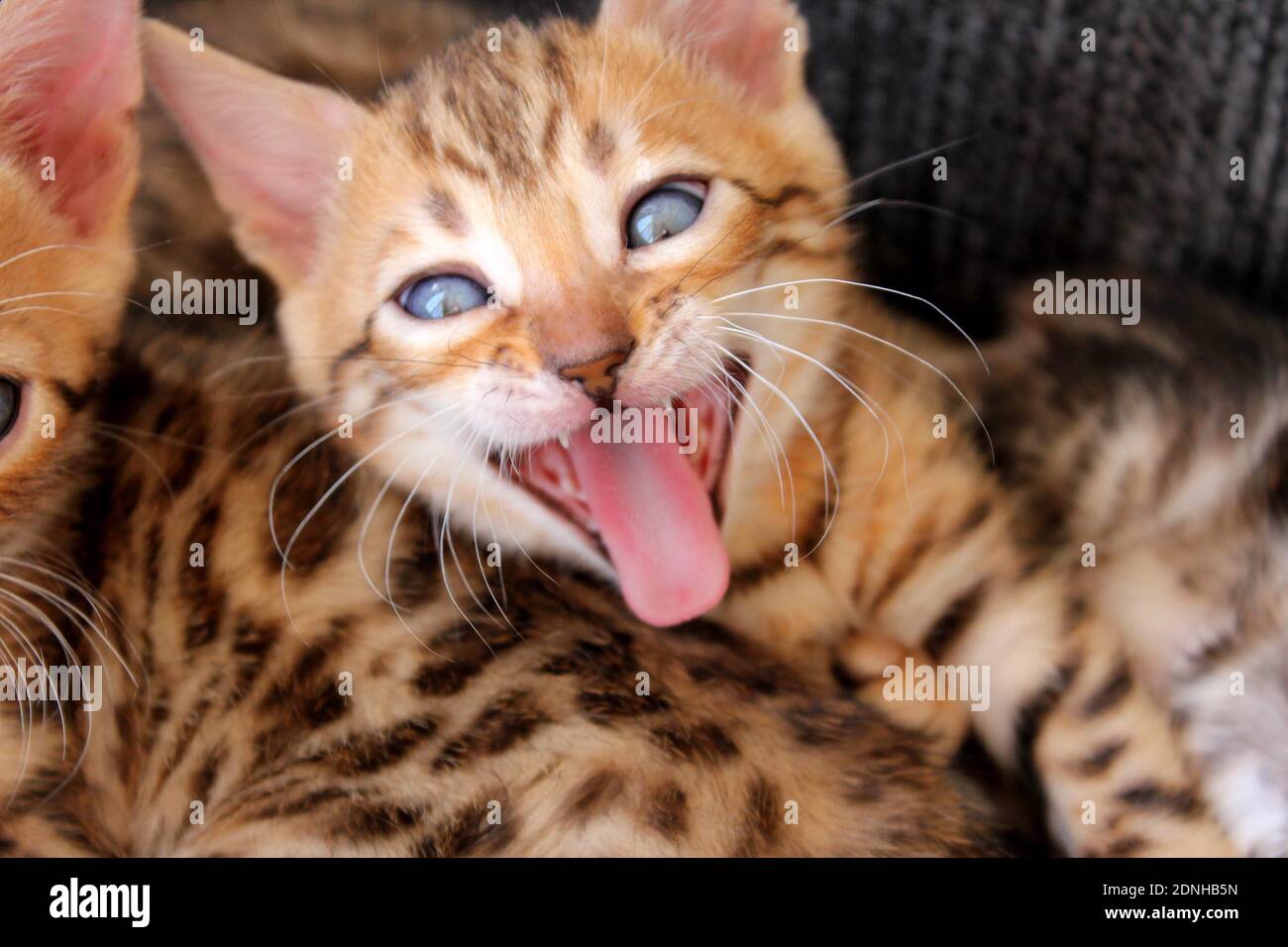 Ginger Bengal Cat High Resolution Stock Photography and Images Alamy