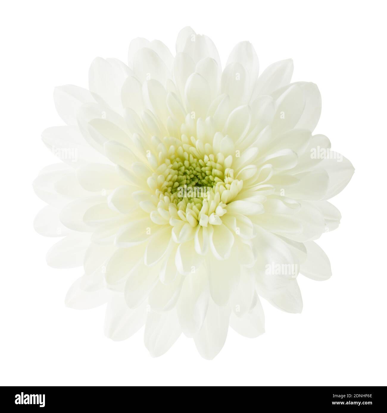 white chrysanthemum flower isolated on white background Stock Photo