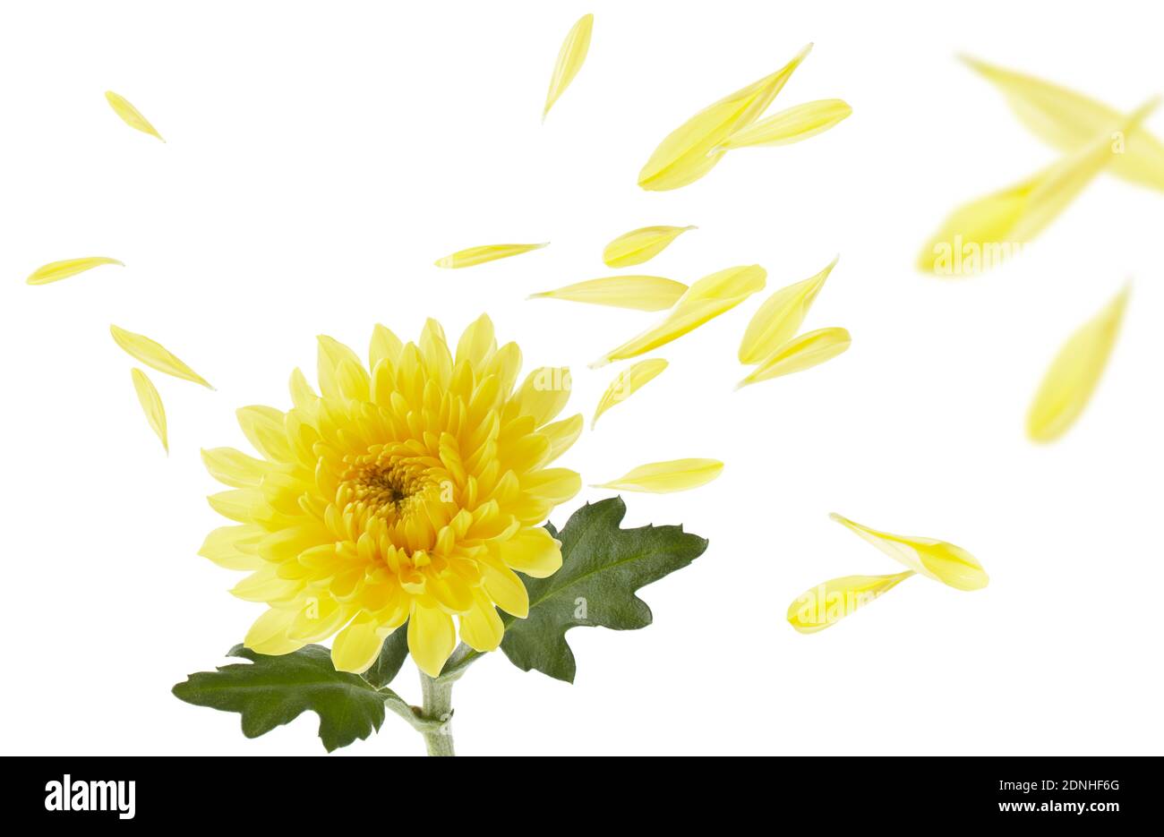 chrysanthemum with stem and leaves, petals flying Stock Photo